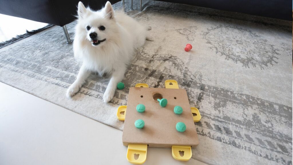 mental stimulation diy brain games for dogs